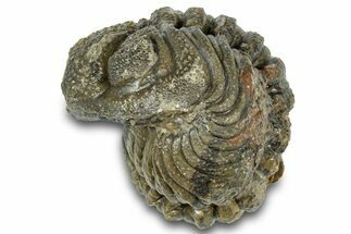 Wide, Enrolled Morocops Trilobite - Morocco #323196