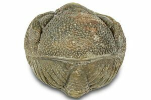 Ｍｏｒｏｃｏｐｓ ｆｏｒｔｅｙｉ 2.2