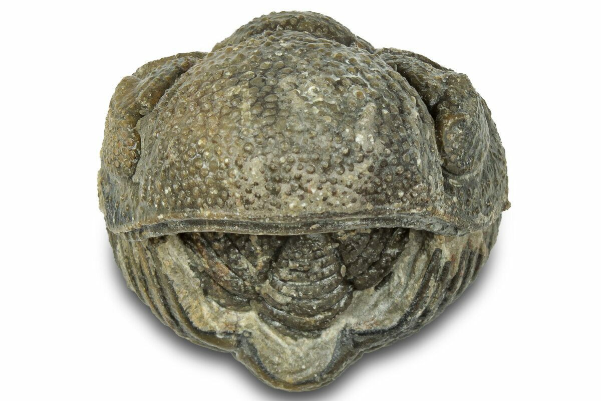 Ｍｏｒｏｃｏｐｓ ｆｏｒｔｅｙｉ 1
