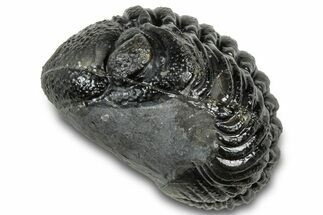 Long, Curled Austerops Trilobite - Morocco #323220