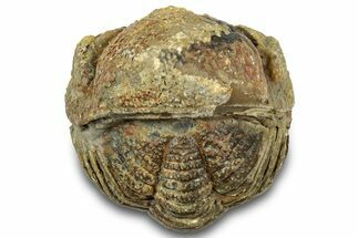 Bargain, Wide Enrolled Morocops Trilobite - Morocco #323225
