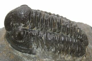 Detailed Proetid (Gerastos) Trilobite Fossil - Morocco #323186