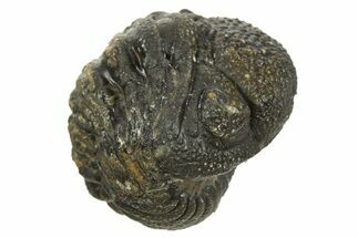 Wide Enrolled Morocops Trilobite - Morocco #323236