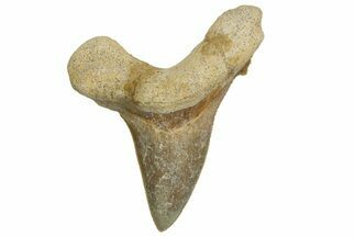 Serrated Sokolovi (Auriculatus) Shark Tooth - Dakhla, Morocco #321864