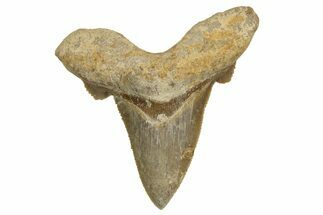 Serrated Sokolovi (Auriculatus) Shark Tooth - Dakhla, Morocco #321869