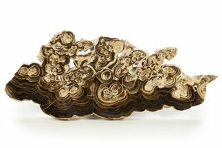 Swirling, Polished Chocolate Calcite Slab - Pakistan #323259