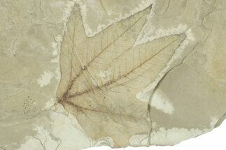 Fossil Sycamore (Macginitiea) Leaf - Utah #323174