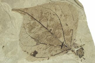 Detailed Fossil Leaf (Populus) - Green River Formation, Utah #323176