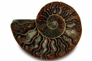 Cut & Polished Ammonite Fossil (Half) - Madagascar #323304