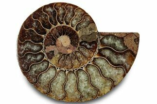 Cut & Polished Ammonite Fossil (Half) - Madagascar #323314