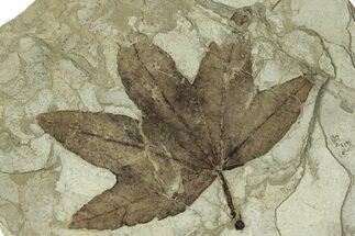 Fossil Sycamore (Macginitiea) Leaf - Utah #323388