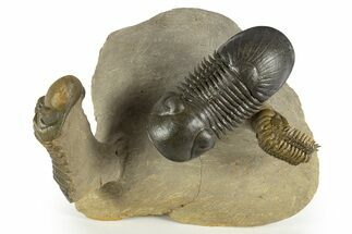 Flying Paralejurus Trilobite With Crotalocephalina & Reedops #323480