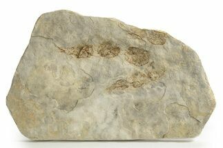 Dinosaur (Grallator) Track - Negative Impression #293108