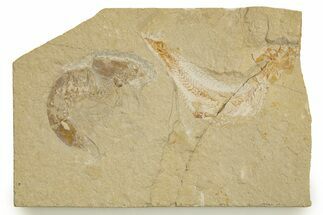 Cretaceous Fossil Shrimp and Fish - Lebanon #323750
