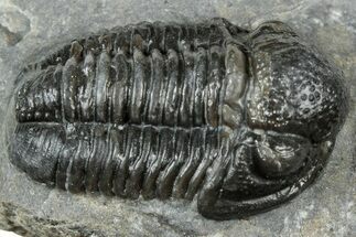 Detailed Proetid (Gerastos) Trilobite Fossil - Morocco #323560