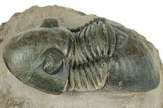 Paralejurus Trilobite Fossil - Atchana, Morocco #323566