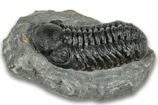 Detailed Austerops Trilobite - Ofaten, Morocco #323568