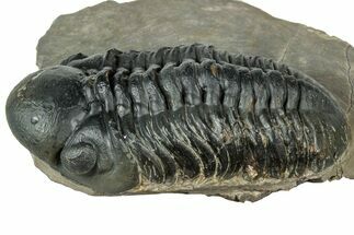 Prone Reedops Trilobite - Atchana, Morocco #323692