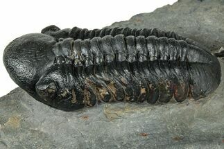 Prone Reedops Trilobite - Atchana, Morocco #323693