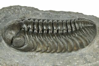 Superb Austerops Trilobite - Ofaten, Morocco #323698