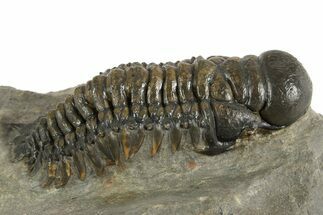 Detailed Crotalocephalina Trilobite - Atchana, Morocco #323588