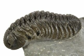 Detailed Morocops Trilobite - Ofaten, Morocco #323593