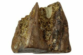 Fossil Hadrosaur (Edmontosaurus) Shed Tooth - Wyoming #323964