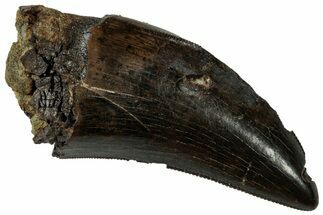 Serrated, Fossil Tyrannosaur (Nanotyrannus?) Tooth - Wyoming #323979