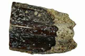 Fossil Hadrosaur (Edmontosaurus) Shed Tooth - Wyoming #323981