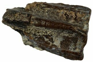 Fossil Hadrosaur (Edmontosaurus) Tooth - Wyoming #323982