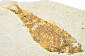 Fossil Fish (Knightia) - Wyoming #217650