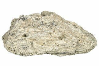 Dinosaur (Triceratops) Frill Shield Section - Montana #323855