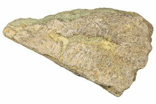 Dinosaur (Triceratops) Frill Shield Section - Montana #323860