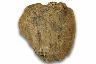 Dinosaur (Pachycephalosaurus?) Vertebra Centrum - Montana #324148