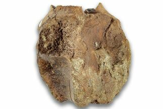 Fossil Dinosaur Vertebra Centrum - Montana #324150