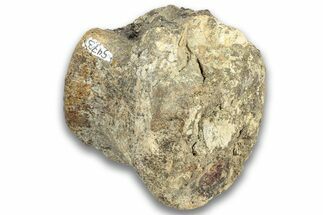 Hadrosaur (Edmontosaurus) Caudal Vertebra Centrum - Montana #324155