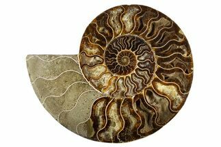 Cut & Polished Ammonite Fossil (Half) - Deep Pockets #323424
