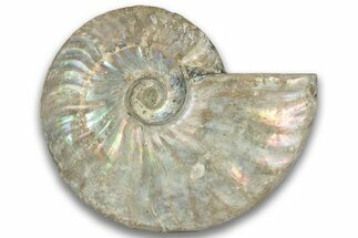 Silver Iridescent Ammonite (Cleoniceras) Fossil - Madagascar #323455