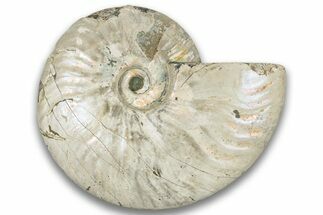 Silver Iridescent Ammonite (Cleoniceras) Fossil - Madagascar #323456