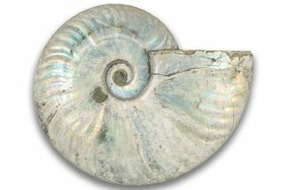 Silver Iridescent Ammonite (Cleoniceras) Fossil - Madagascar #323457