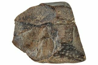 Fossil Dinosaur (Triceratops) Shed Tooth - Montana #324156