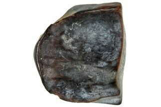 Fossil Dinosaur (Triceratops) Shed Tooth - Montana #324163