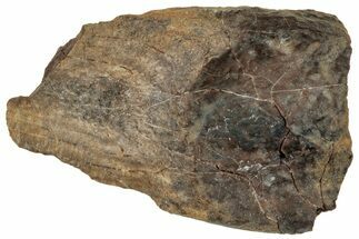 Fossil Dinosaur (Triceratops) Shed Tooth - Montana #324168