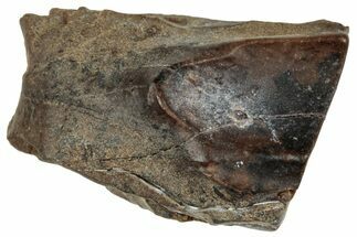 Fossil Dinosaur (Triceratops) Shed Tooth - Montana #324180