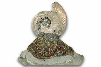 Iridescent, Pyritized Ammonite (Quenstedticeras) Fossil Display #324255