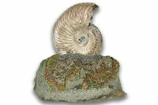 Iridescent, Pyritized Ammonite (Quenstedticeras) Fossil Display #324257