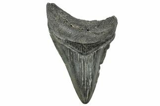 Serrated, Juvenile Megalodon Tooth - South Carolina #324307