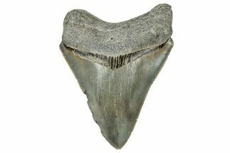 Serrated, Juvenile Megalodon Tooth - South Carolina #324308