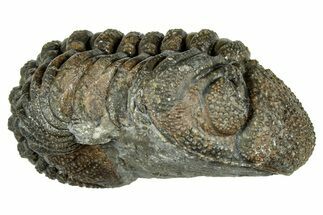 Long, Curled Morocops Trilobite - Morocco #323508