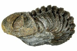 Long, Curled Morocops Trilobite - Morocco #323511